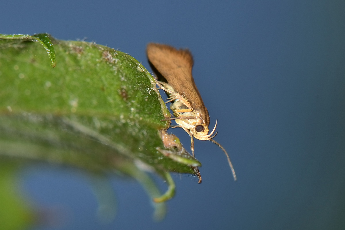 Crassa unitella? S -  Oecophoridae